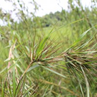 Themeda tremula (Nees ex Steud.) Hack.